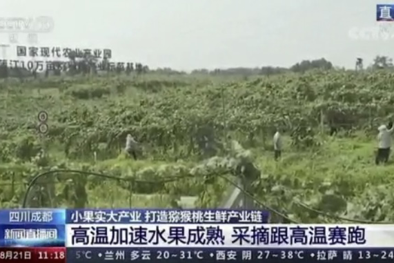 央視新聞中的天然蕓苔素、生物農(nóng)藥助力綠色農(nóng)業(yè)、品牌農(nóng)產(chǎn)品更有價值